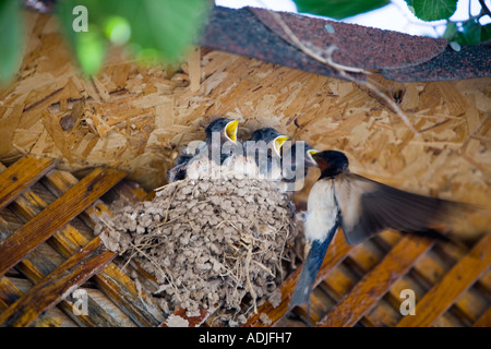 Hungry fledgling swallows being fed in relays 'Didim', 'Turkey' Stock Photo