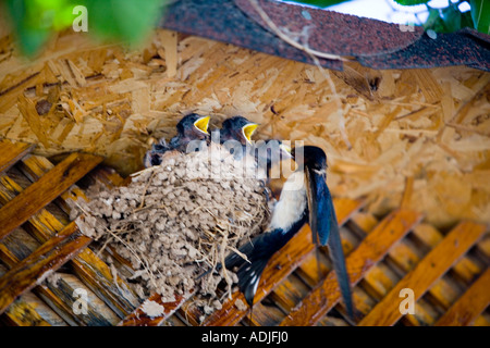 Hungry fledgling swallows being fed in restaurant-eaves, Didim, turkey Stock Photo