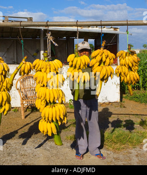 Mauritius - Banana sales near airport Stock Photo