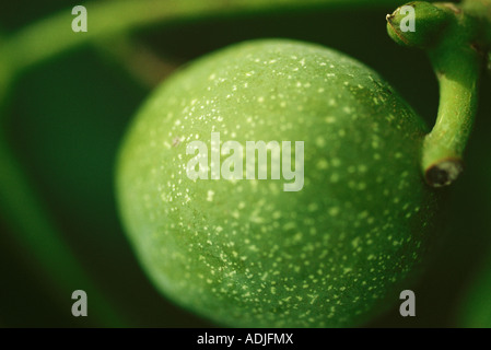 Olive growing on branch, extreme close-up Stock Photo