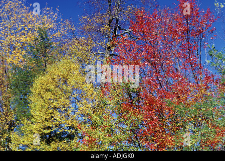 Autumn colours collage in Great Smoky Mountains National Park North Carolina USA Stock Photo