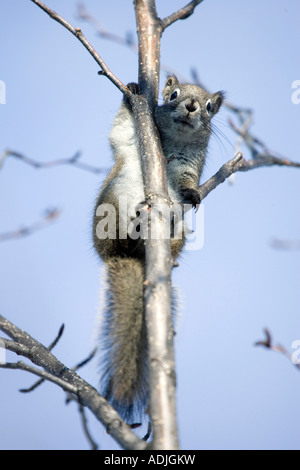 Red Squirrel perched in Alder Tree Homer Alaska Kenai Peninsula Winter Stock Photo