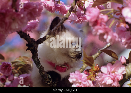 Persian Cat in tree with blossoms Stock Photo