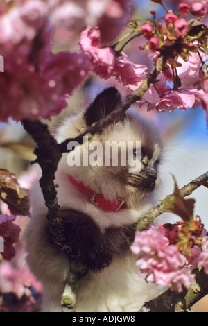 Persian Cat in tree with blossoms Stock Photo