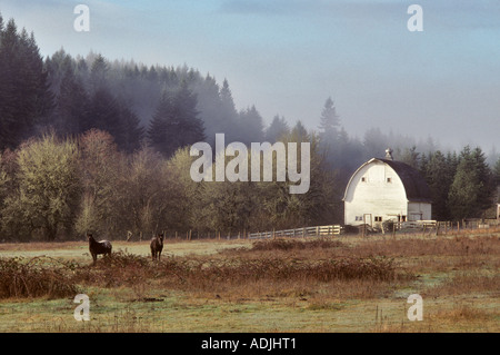 Horse in pasture with fence and fog Corvallis Oregon Stock Photo