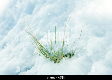 Grass emerging through snow Stock Photo