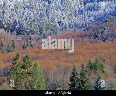 Cascade Mountains with snow and orange color of catkins on alders Oregon Stock Photo