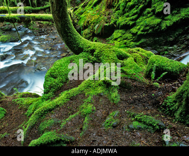 Moss on tree with small stream Bridge Creek Lane County Oregon Stock Photo