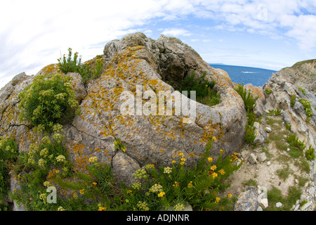 Lulworth Fossil Forest, On The Jurassic Coast Of Dorset, Formed From ...