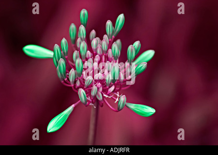 Agapanthus Stock Photo