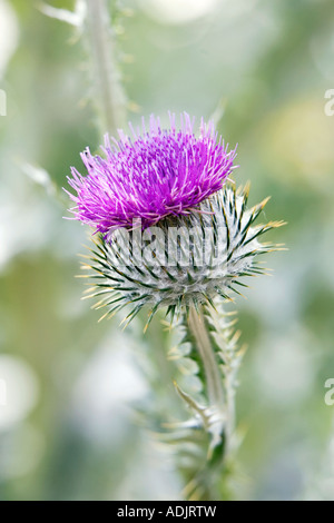 Onopordum acanthium. Cotton Thistle Stock Photo