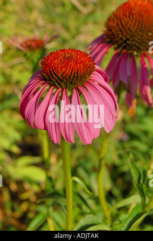 Echinacea or purple coneflowers a medicinal herb from North America used to treat colds and infections Stock Photo