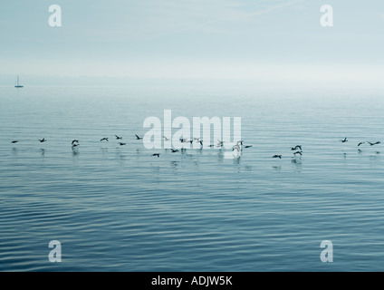 Birds flying close to surface of water Stock Photo