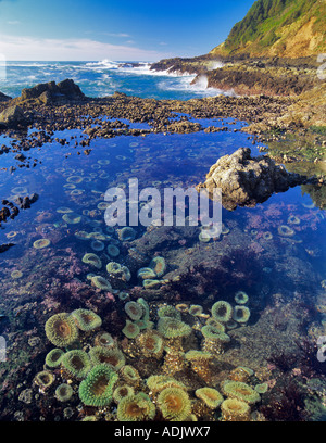 Cape Perpetua sea anemonies Oregon Stock Photo