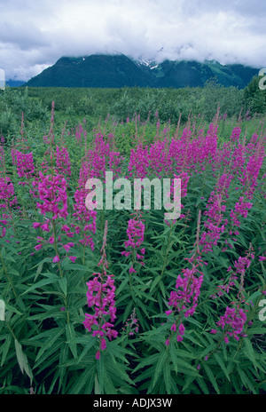 Fireweed in late summer, Copper River Delta, Alaska Stock Photo