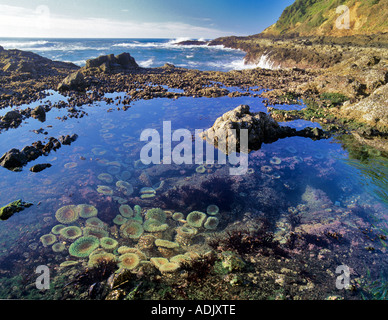 Cape Perpetua sea anemonies Oregon Stock Photo