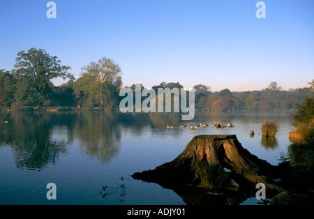 hatfield-forest-lake-in-the-autumn-stock-photo-alamy