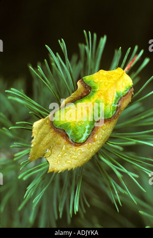 Flowering cherry leaf on Mugo pine branch Monroe Oregon Stock Photo
