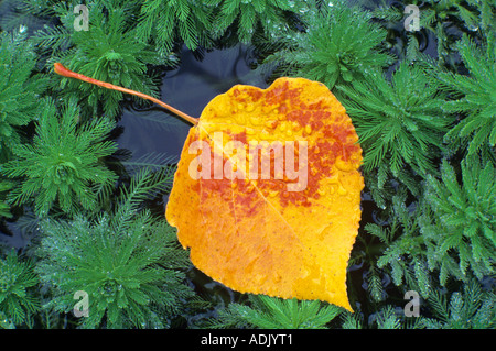 Aspen Leaf in pond weeds Near Alpine Oregon Stock Photo