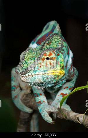 Panther Chameleon (Furcifer pardalis) male, Ankarana National Park, Madagascar Stock Photo