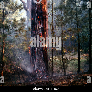 Burning trees remain after a forest fire has raged through tall timber in California Stock Photo