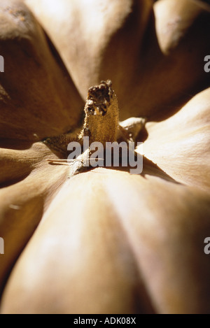 Pumpkin stem Stock Photo