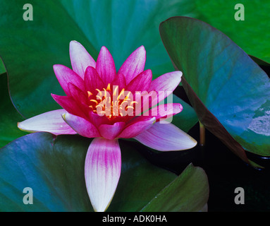 Red water lily in small pond near Alpine Oregon Stock Photo
