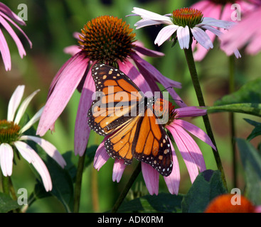 A monarch butterfly feeding on a purple cone flower. Stock Photo