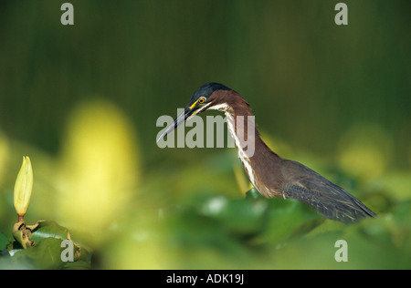 Green Heron Butorides virescens adult on Yellow Water Lily pads Welder Wildlife Refuge Sinton Texas USA June 2005 Stock Photo