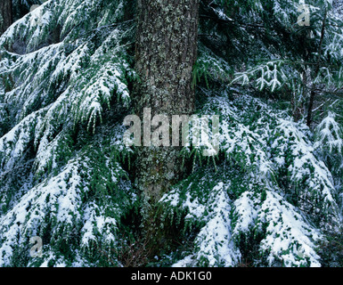 Snow on branches of hemlock tree surrounding the trunk Willamette Pass Oregon Stock Photo