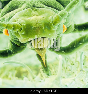 Aphis fabae black bean aphid Stock Photo