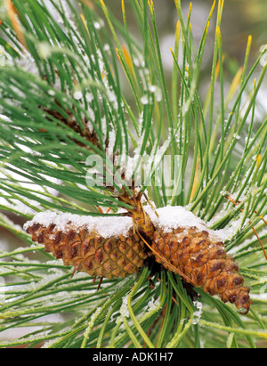 Pine cones with snow Near Alpine Oregon Stock Photo
