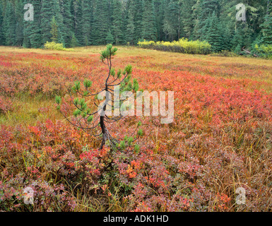 Lodgepole pine and Huckleberry in fall color Deschutes National Forest Near McKenzie Pass Oregon Stock Photo