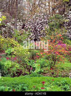 Garden with blooming rhododendrons at Hendricks Park Eugene Oregon Stock Photo