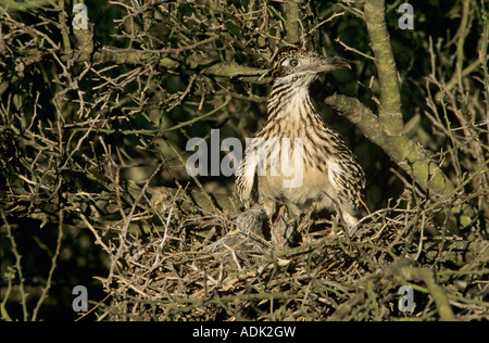Greater Roadrunner Geococcyx californianus adult on nest with young in Paloverde  Starr County Rio Grande Valley Texas USA Stock Photo