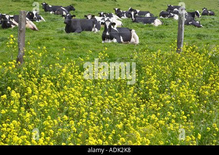 Holstein cows lying down in pasture Point Reyes National Seashore California Stock Photo