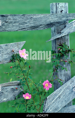 Wild rose and old fence Near Alpine Oregon Stock Photo