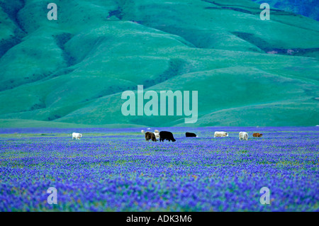 Cows in pasture of blooming lupine Near Grapevine California Stock Photo