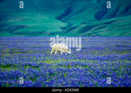 Cows in pasture of blooming lupine Near Grapevine California Stock Photo