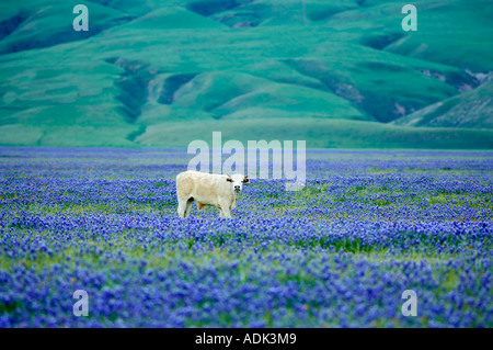 Cows in pasture of blooming lupine Near Grapevine California Stock Photo