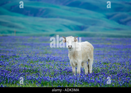 Single cow in pasture of blooming lupine Near Grapevine California Stock Photo