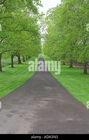 Maple tree lined drive Stock Photo