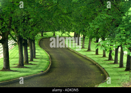 Maple tree lined drive Stock Photo