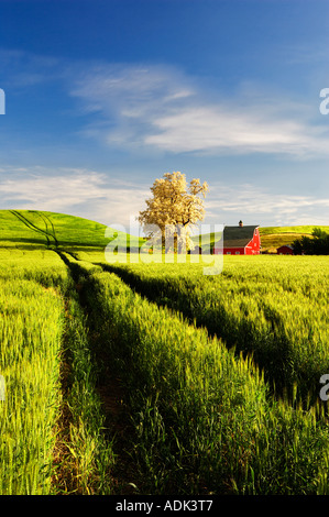 Red barn and blooming tree with rolling hills of wheat and tractor tracks The Palouse near Colfax Washington Stock Photo