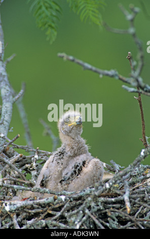 Harris's Hawk Parabuteo unicinctus young in nest in Mesquite tree ca 2 weeks old  Rio Grande Valley Texas USA May 2004 Stock Photo