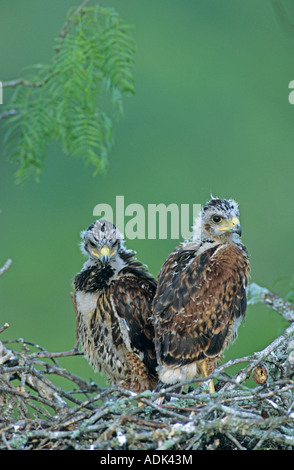 Harris's Hawk Parabuteo unicinctus young in nest in Mesquite tree ca 3 weeks old Rio Grande Valley Texas USA May 2004 Stock Photo