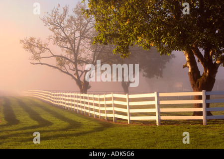 Fenced pasture with fog and sunrise and hawk in tree Near Wilsonville Oregon Stock Photo