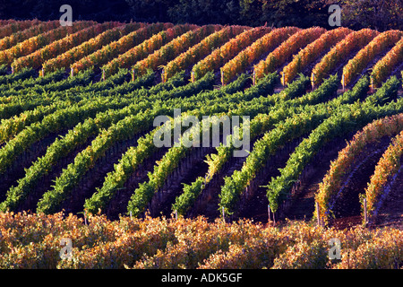 Sokol Blosser Vineyards in fall color Oregon Stock Photo