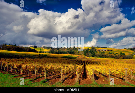 Fall colored grapes and cumulous clouds Sokol Blosser Vineyards Oregon Stock Photo