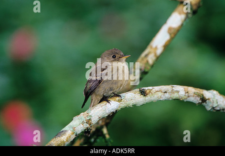 Jamaican Pewee Contopus pallidus adult on branch Blue Mountains Jamaica January 2005 Stock Photo